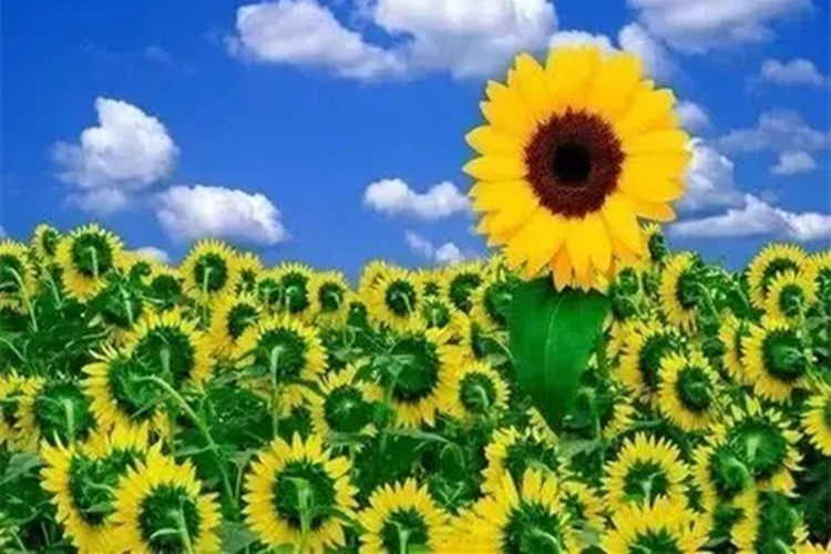 怎样才能够让自己获得快乐